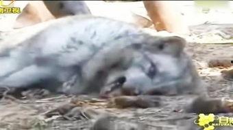 爆料踩踏动物视频,揭秘网络传播的踩踏动物视频事件  第1张